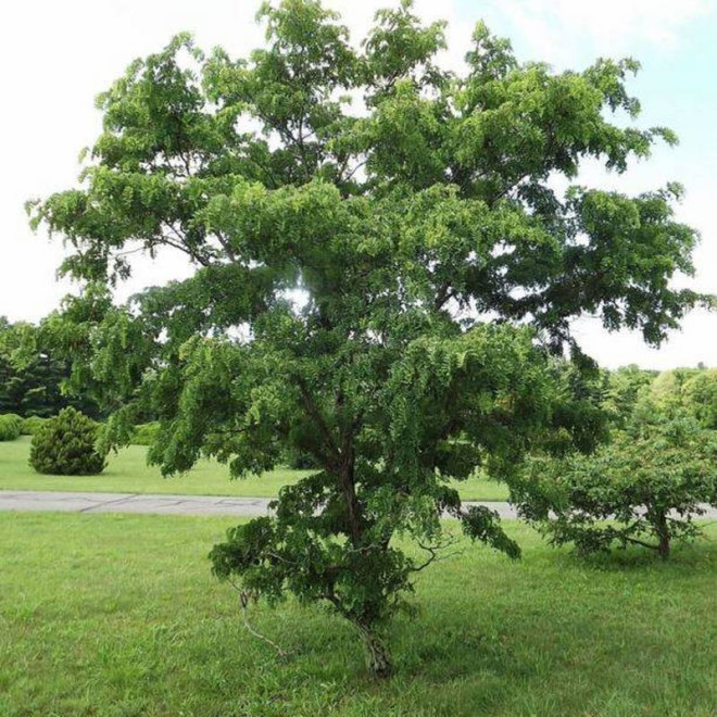 Robinia akacjowa Robinia pseudoacacia Tortuosa Nana