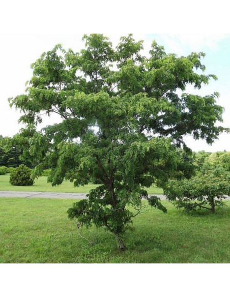 Robinia akacjowa Robinia pseudoacacia Tortuosa Nana