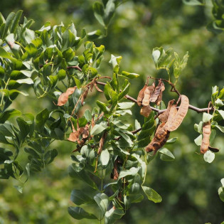 Robinia akacjowa Tortuosa Robinia pseudoacacia