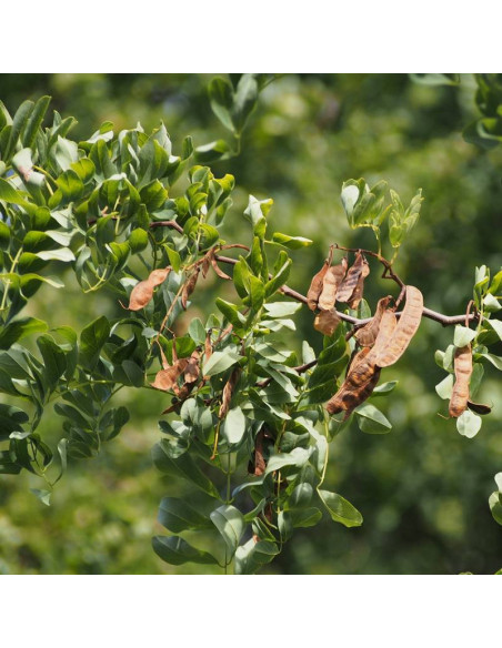 Robinia akacjowa Tortuosa Robinia pseudoacacia
