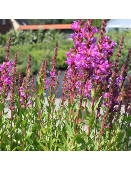 Krwawnica pospolita Robin Lythrum salicaria