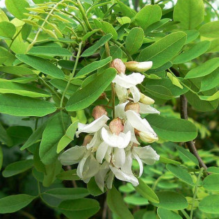 Robinia akacjowa Tortuosa Robinia pseudoacacia 2
