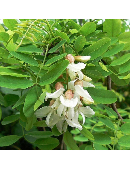 Tortuosa Robinia pseudoacacia Robinia akacjowa