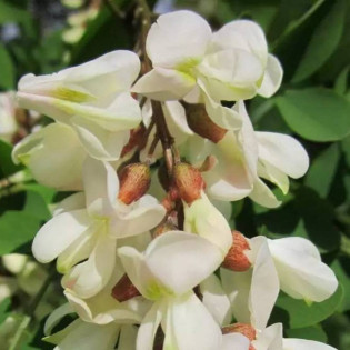 Semperflorens Robinia pseudoacacia Robinia akacjowa