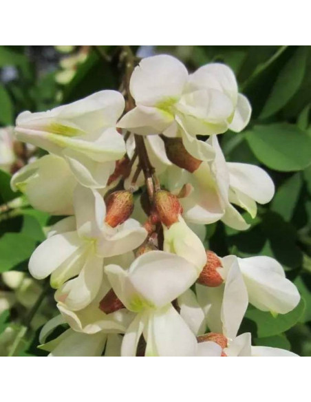 Semperflorens Robinia pseudoacacia Robinia akacjowa