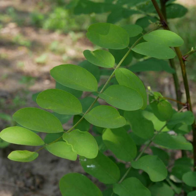 Robinia akacjowa Semperflorens Robinia pseudoacacia