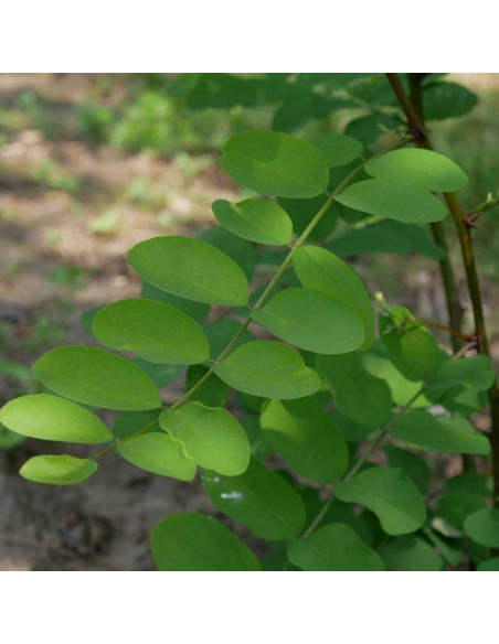 Robinia akacjowa Semperflorens Robinia pseudoacacia