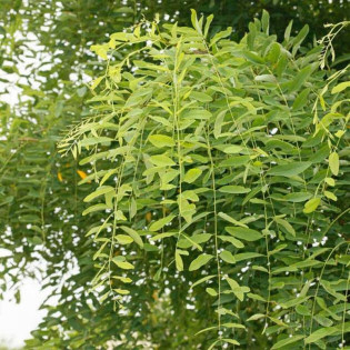Rozynskiana Robinia pseudoacacia Robinia akacjowa