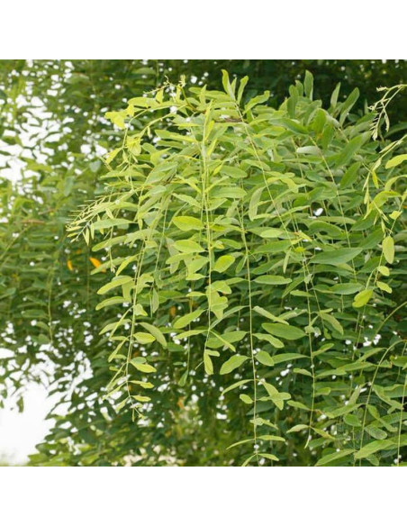 Rozynskiana Robinia pseudoacacia Robinia akacjowa
