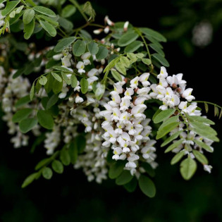 Rozynskiana Robinia pseudoacacia Robinia akacjowa 2