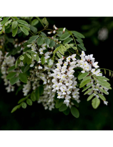 Robinia akacjowa Rozynskiana Robinia pseudoacacia