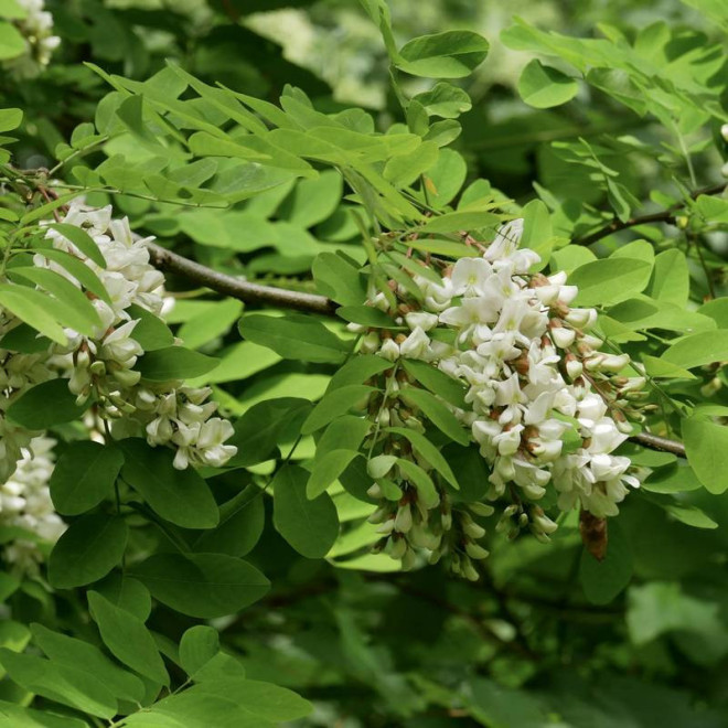 Robinia akacjowa Robinia pseudoacacia Rozynskiana
