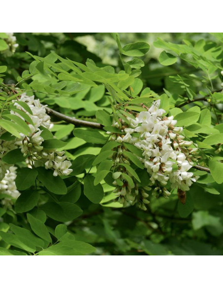 Robinia akacjowa Robinia pseudoacacia Rozynskiana