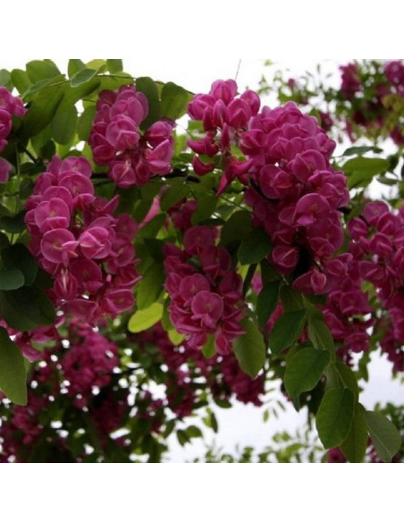 Robinia akacjowa Robinia pseudoacacia Pendulifolia Purpurea