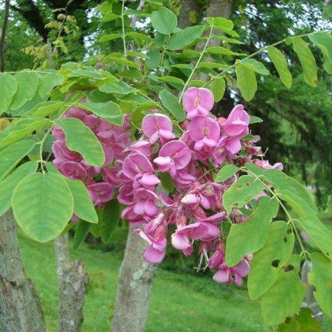 Robinia akacjowa Pendulifolia Purpurea Robinia pseudoacacia