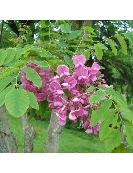 Robinia akacjowa Pendulifolia Purpurea Robinia pseudoacacia