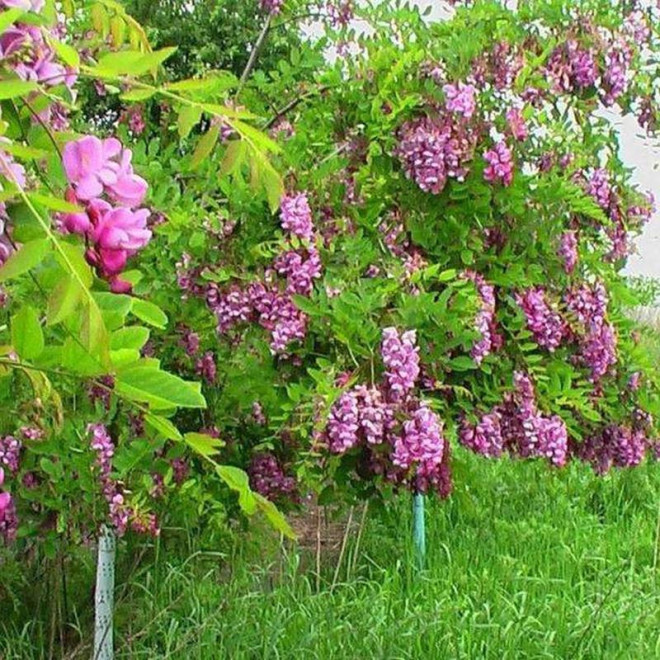 Pendulifolia Purpurea Robinia pseudoacacia Robinia akacjowa