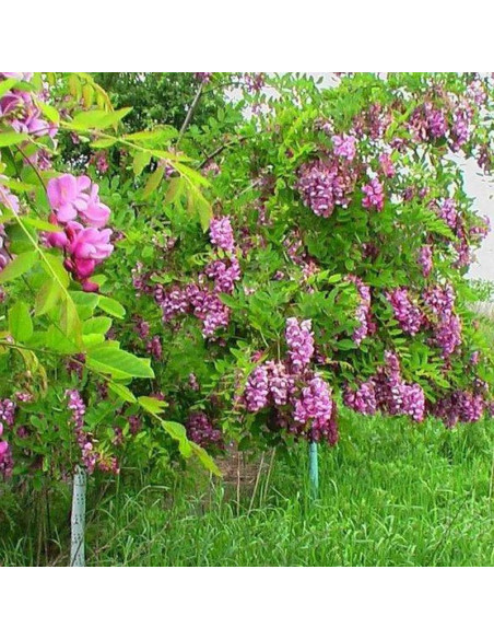 Pendulifolia Purpurea Robinia pseudoacacia Robinia akacjowa