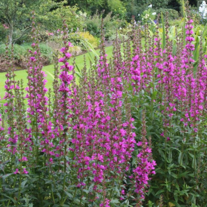 Lythrum salicaria Krwawnica pospolita Robin