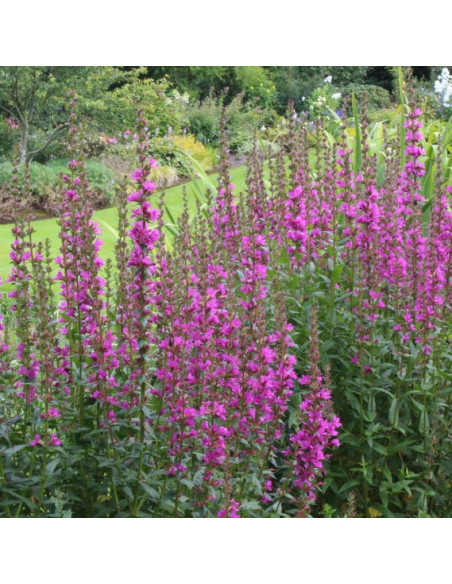 Lythrum salicaria Krwawnica pospolita Robin