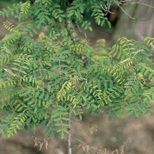 Robinia akacjowa Myrtifolia Robinia pseudoacacia