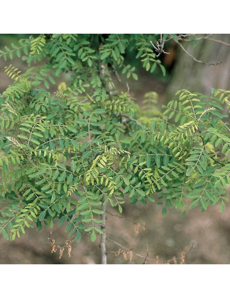 Robinia akacjowa Myrtifolia Robinia pseudoacacia