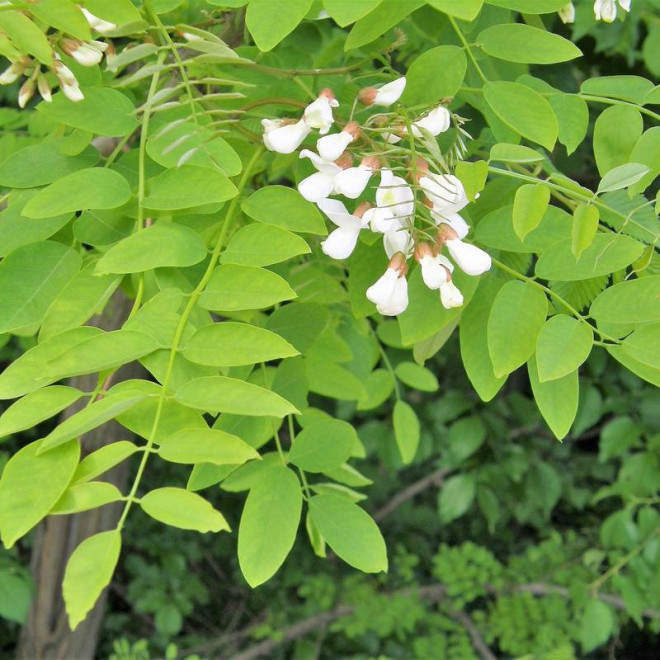 Myrtifolia Robinia pseudoacacia Robinia akacjowa