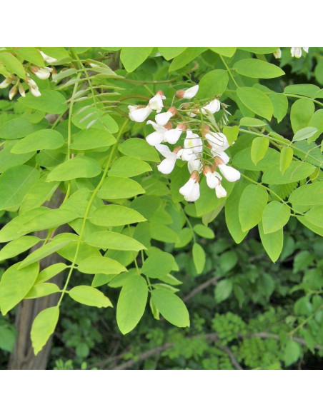Myrtifolia Robinia pseudoacacia Robinia akacjowa