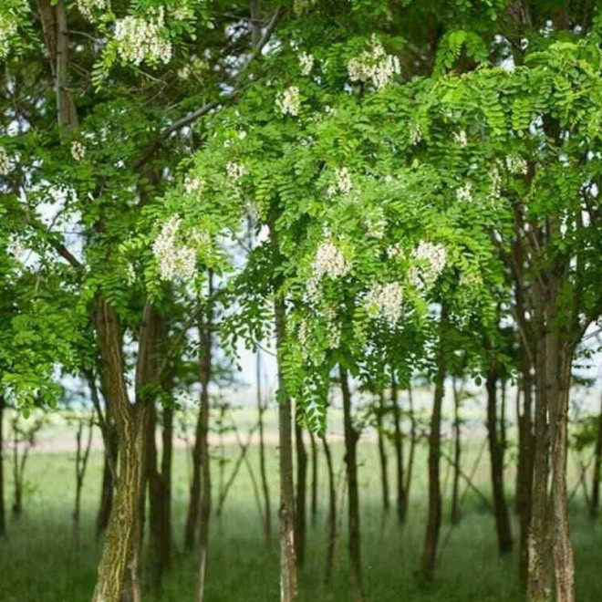 Robinia akacjowa pseudoacacia Myrtifolia Robinia