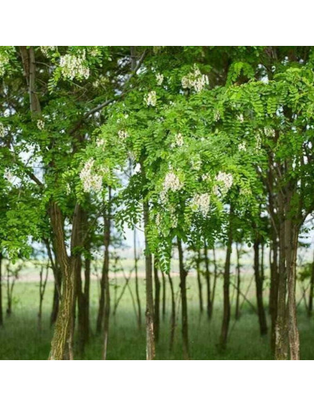 Robinia akacjowa pseudoacacia Myrtifolia Robinia