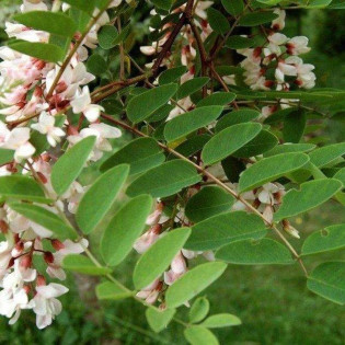 Robinia akacjowa Karolina Zamoyska Robinia pseudoacacia