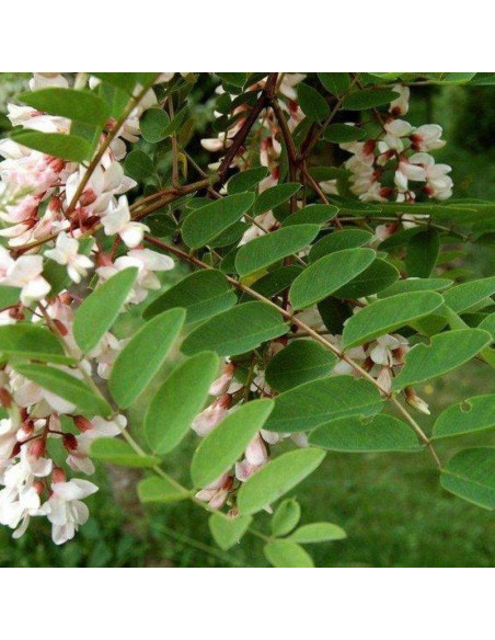 Robinia akacjowa Karolina Zamoyska Robinia pseudoacacia