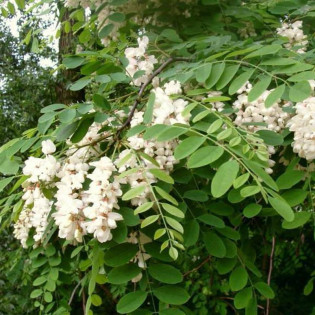 Robinia akacjowa Karolina Zamoyska Robinia pseudoacacia 2