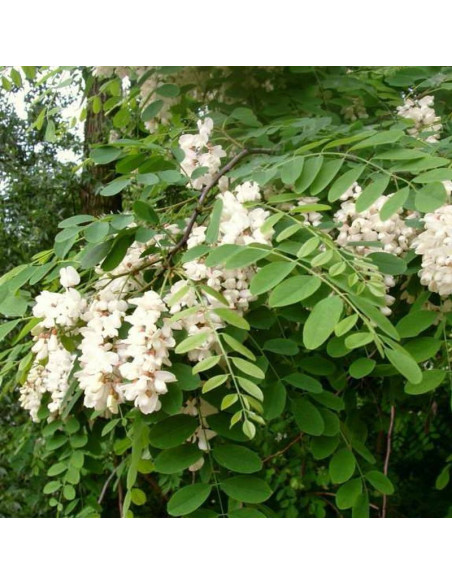 Karolina Zamoyska Robinia pseudoacacia Robinia akacjowa