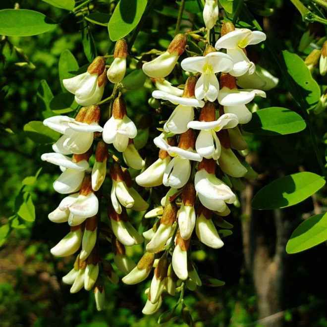 Robinia akacjowa Robinia pseudoacacia Karolina Zamoyska
