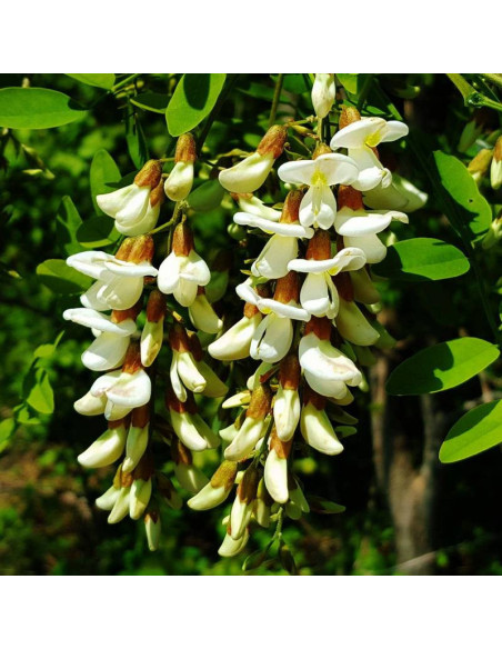 Robinia akacjowa Robinia pseudoacacia Karolina Zamoyska