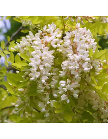 Robinia akacjowa Frisia Robinia pseudoacacia
