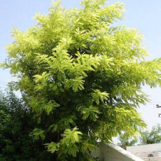 Robinia akacjowa Frisia Robinia pseudoacacia 2