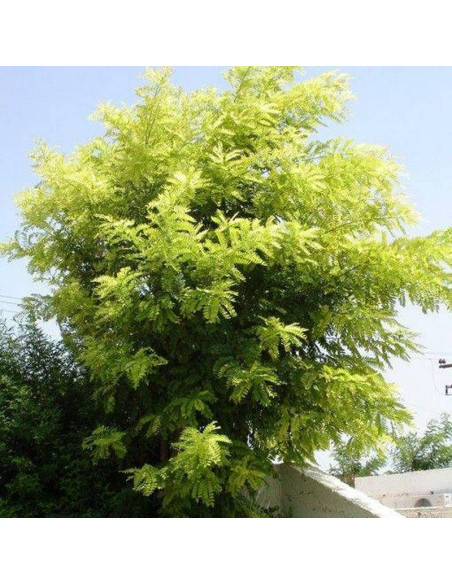 Frisia Robinia pseudoacacia Robinia akacjowa