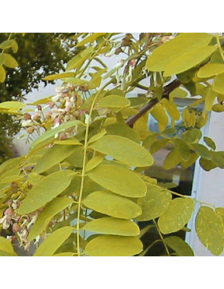 Robinia akacjowa Robinia pseudoacacia Frisia