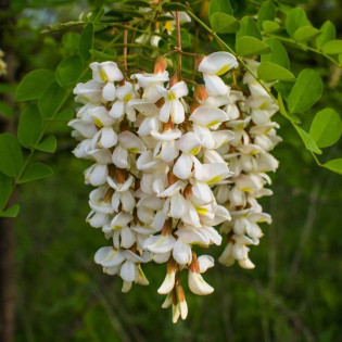 Robinia akacjowa Crispa Robinia pseudoacacia