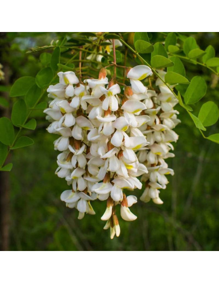 Robinia akacjowa Crispa Robinia pseudoacacia