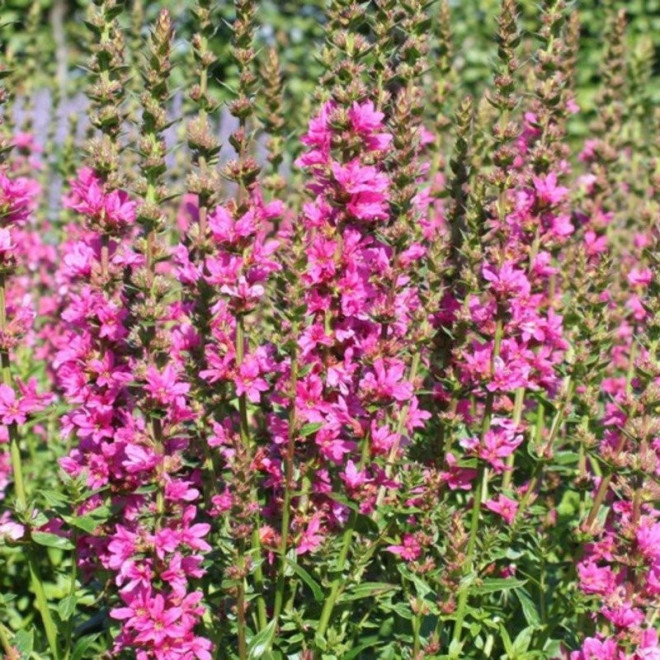 Krwawnica pospolita Rosy Gem Lythrum salicaria