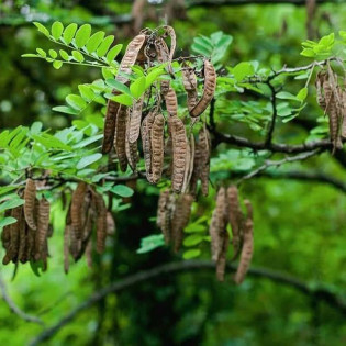 Robinia akacjowa Crispa Robinia pseudoacacia 2