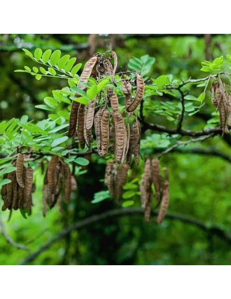 Crispa Robinia pseudoacacia Robinia akacjowa