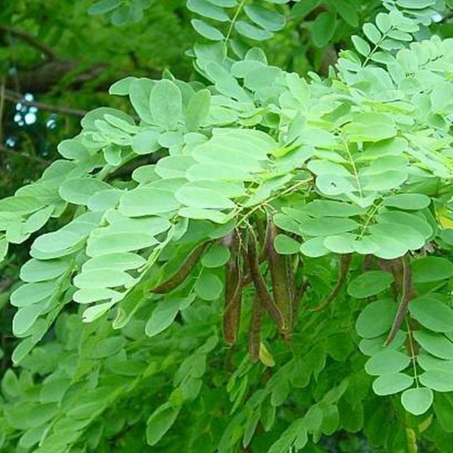 Robinia akacjowa Robinia pseudoacacia Crispa