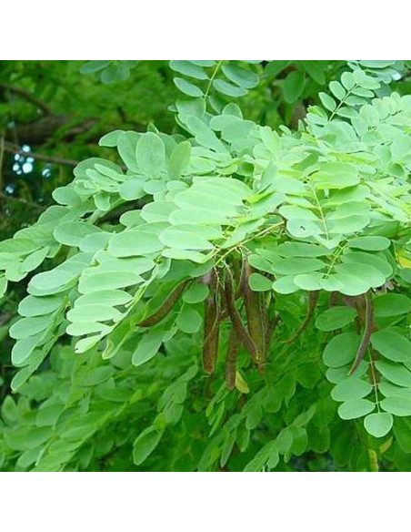 Robinia akacjowa Robinia pseudoacacia Crispa