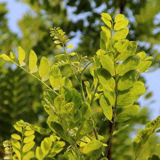 Robinia akacjowa Bessoniana Robinia pseudoacacia