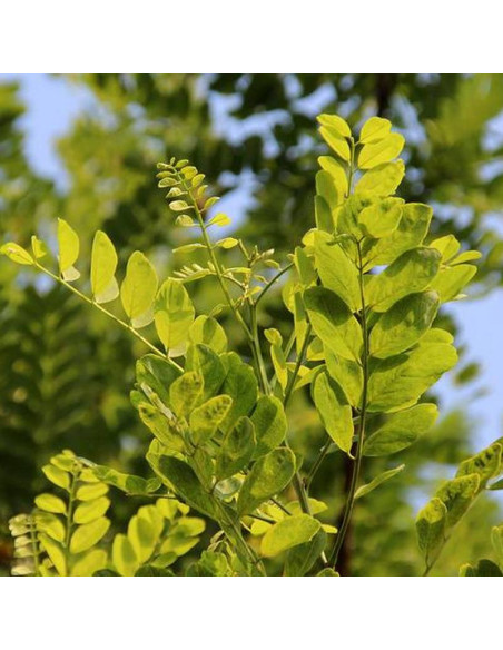 Robinia akacjowa Bessoniana Robinia pseudoacacia
