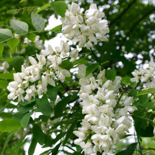 Robinia akacjowa Bessoniana Robinia pseudoacacia 2
